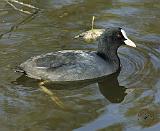 Coot 9P051D-066